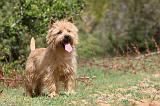 CAIRN TERRIER 195